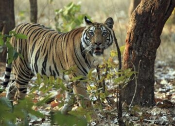 Bandhavgarh thumbnail
