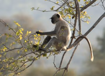 Panna National Park thumbnail