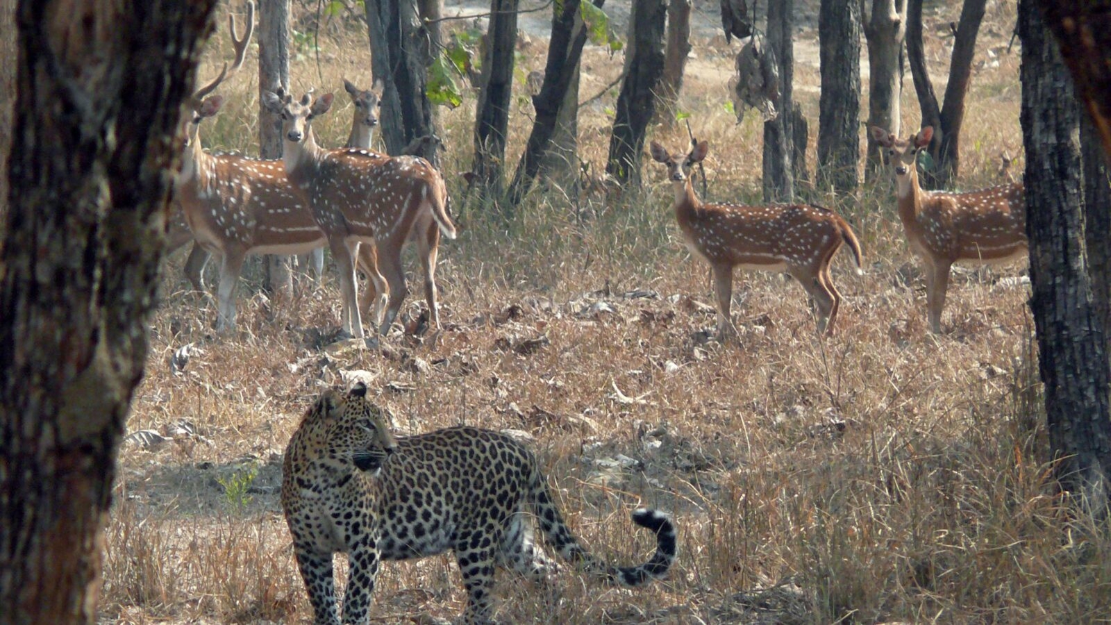 A wild leopard standing in a clearing beneath trees with spotted antelope behind it