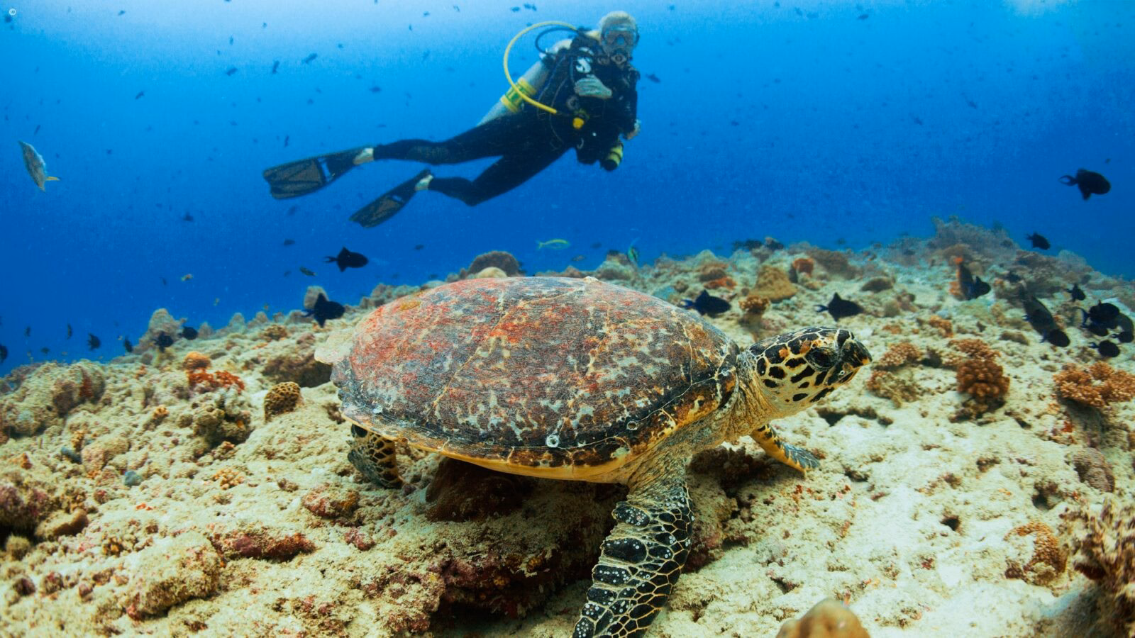 A diver swimming alongside a wild turtle on a rocky reef