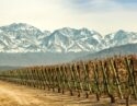 mendoza-grape-vines-argentina