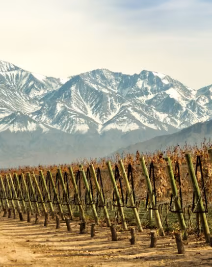 Argentina vs. Chile: Which Has the Best Wine Region?