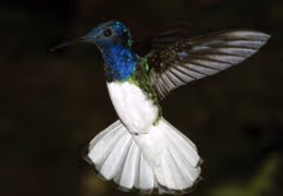 Ultimate Unwind in Costa Rica