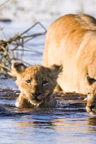 Ultimate Southern Africa Safari