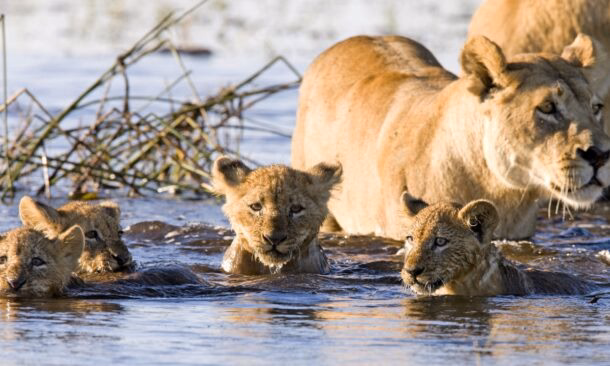 The Ultimate Southern Africa Safari