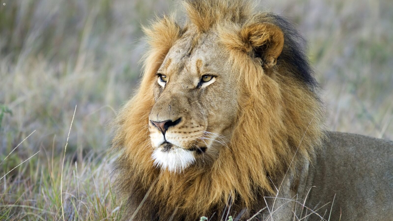 Portrait of a majestic male lion with a large mane seen during luxury Eastern Cape holidays.