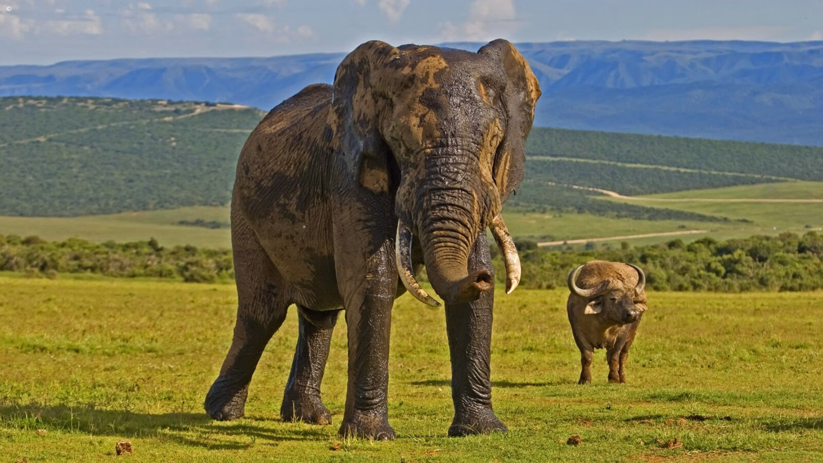 An African elephant and a Cape buffalo stand in a grassy field during luxury Eastern Cape trips.