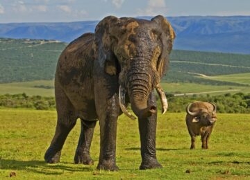 Eastern Cape Safaris thumbnail