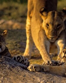 Luxury Kenya Safari and Beach Honeymoon