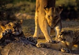 A Luxury Kenya Safari and Beach Honeymoon