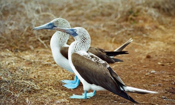 Galapagos and Amazon Holiday