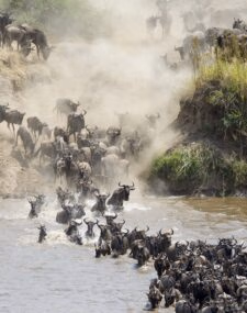 Classic Tanzania Migration Safari