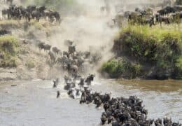 Classic Tanzania Migration Safari