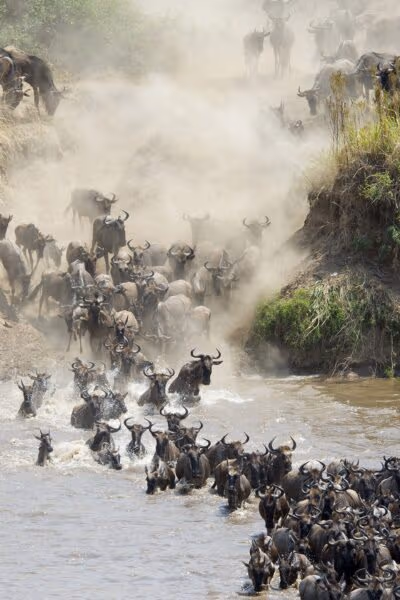 Classic Tanzania Migration Safari