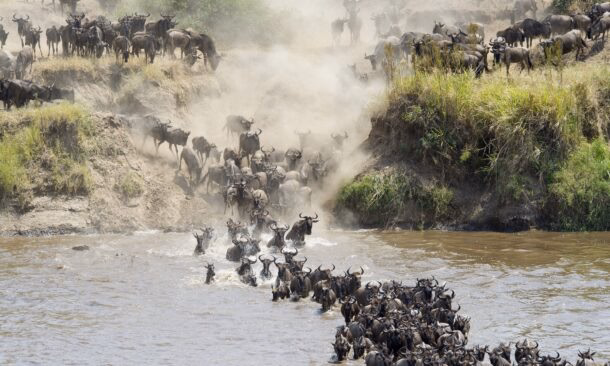 Classic Tanzania Migration Safari
