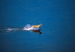 An In-depth and Diverse Okavango Delta Safari