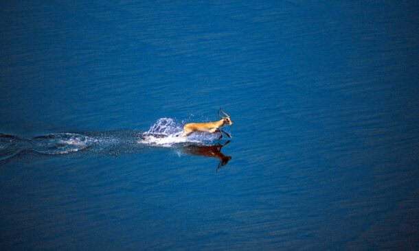 An In-depth and Diverse Okavango Delta Safari