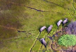 An African Wildlife Odyssey