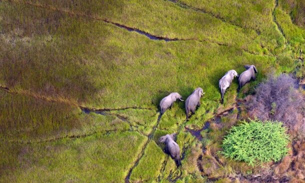 An African Wildlife Odyssey