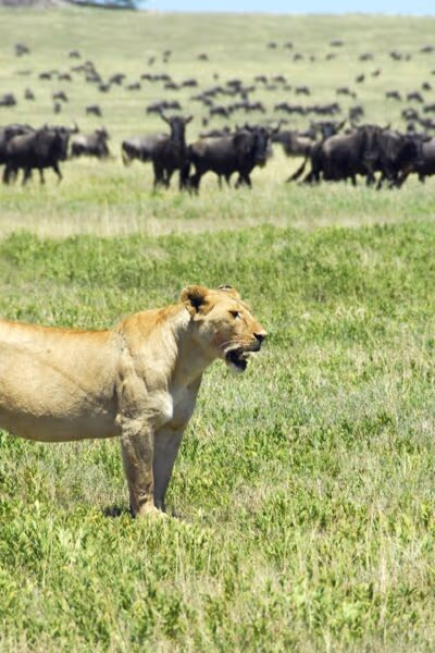 Green Season Migration Safari
