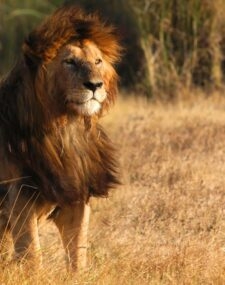 Classic Tanzania Tour