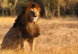 Classic Tanzania Tour