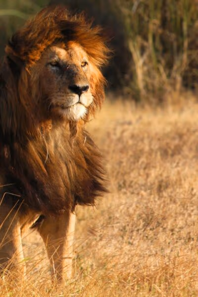 Classic Tanzania Tour