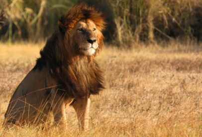 Classic Tanzania Tour