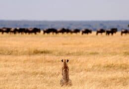 Deluxe Tanzania Safari Trip