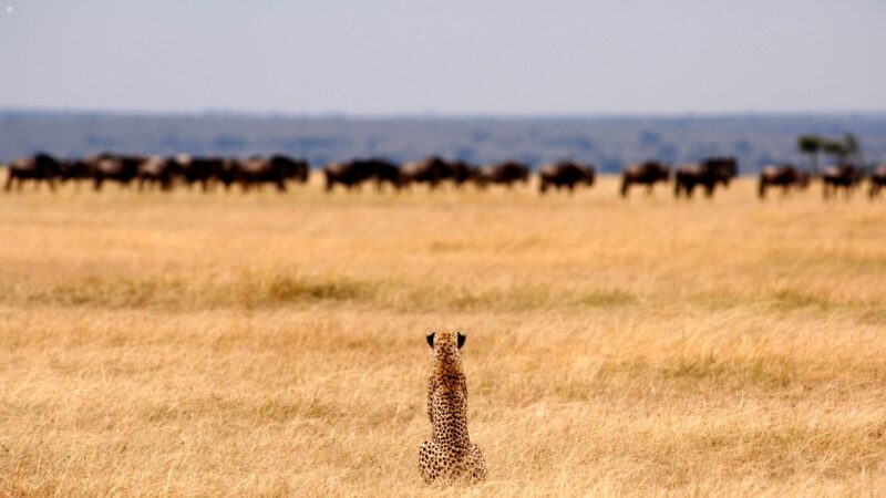 tanzania_cheetah_serengeti