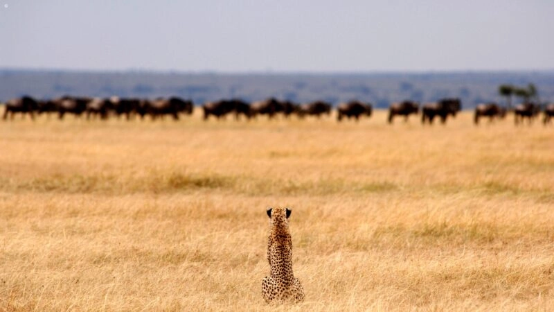 tanzania_cheetah_serengeti