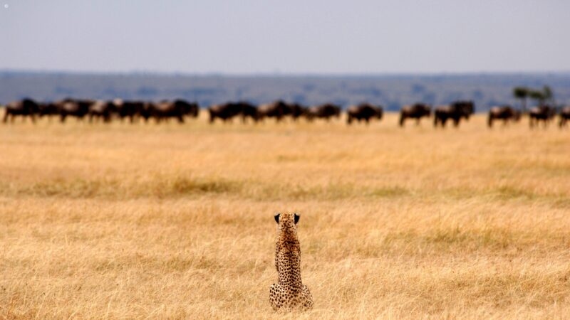 tanzania_cheetah_serengeti