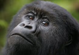 Luxury Rwandan Primate Adventure