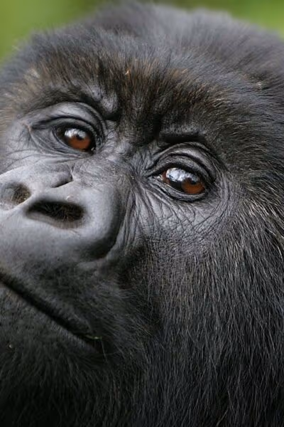 Luxury Rwandan Primate Adventure