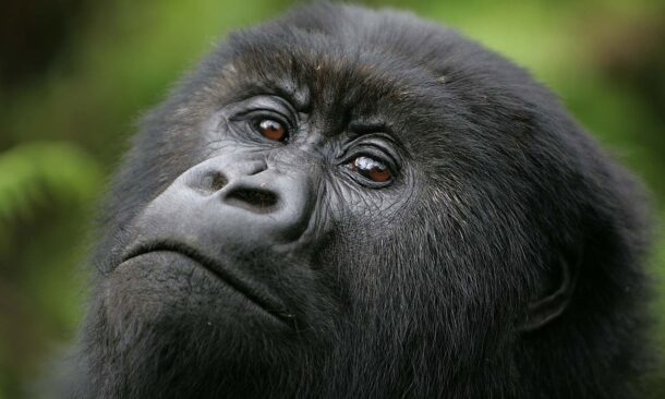Luxury Rwandan Primate Adventure