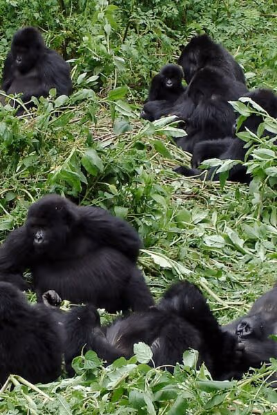 Gorilla and Golden Monkey Discovery