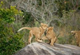 A Cape, Safari and Beach Family Vacation