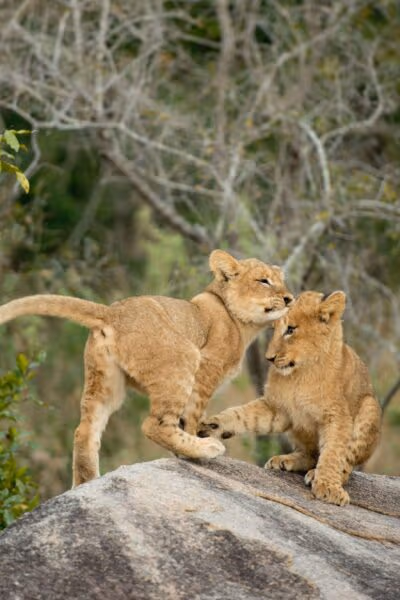 Cape, Safari and Beach Family Vacation