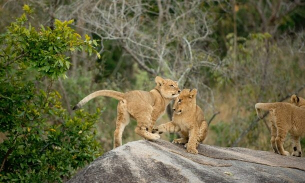 A Cape, Safari and Beach Family Vacation