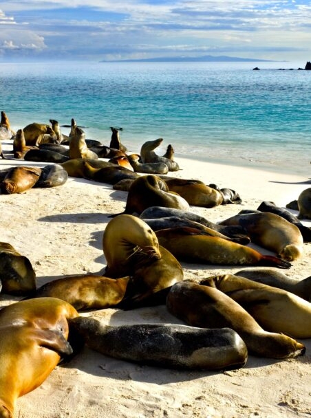 The Galápagos Islands: An Overview