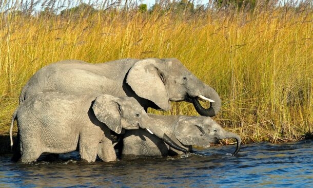 Luxury Green Season Family Safari