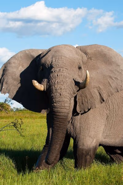 Classic Botswana