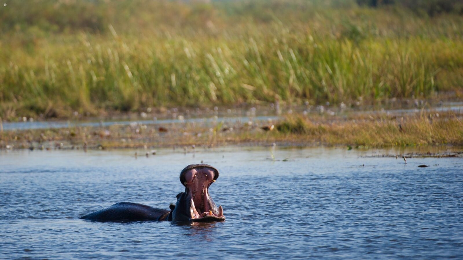 hippo with mouth open in Linyanti
