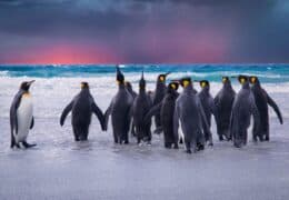 Complete Luxury Voyage Through Antarctica