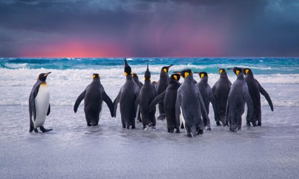 Complete Luxury Voyage Through Antarctica