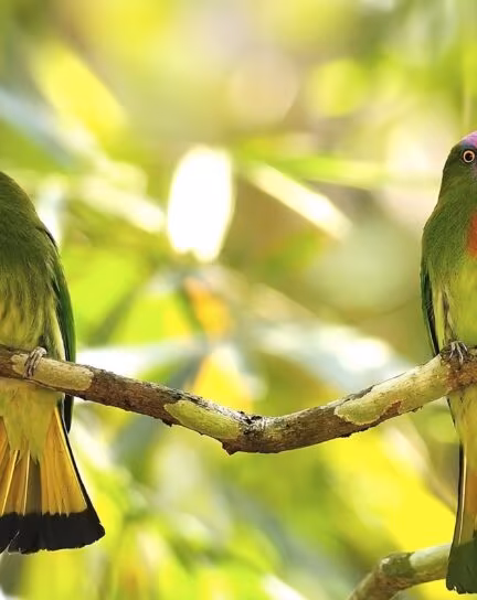 The Birds of Borneo: A Journey Through Sabah