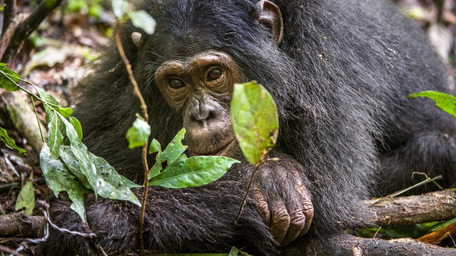 A chimpanzee lying down on a forest floor covered in wood and leaves, looking toward the camera.