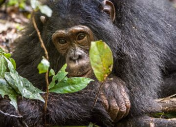 Kibale Forest National Park thumbnail