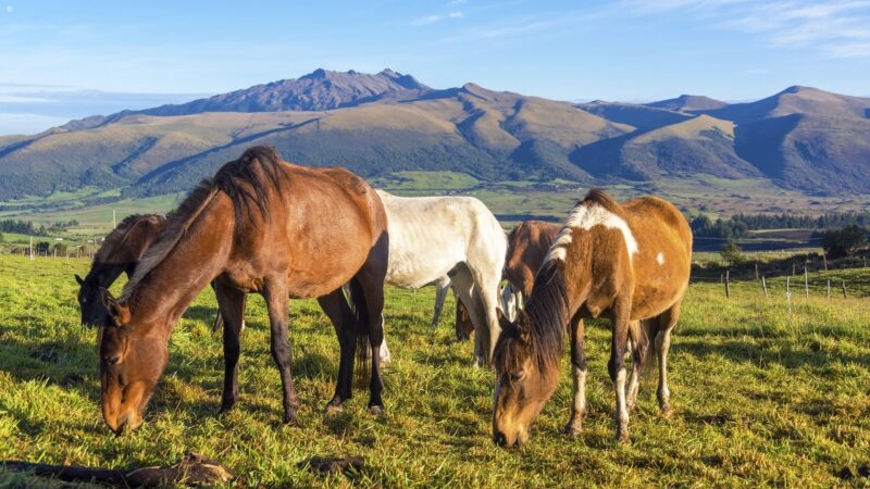 Wild Horses Cotopaxi Ecuador