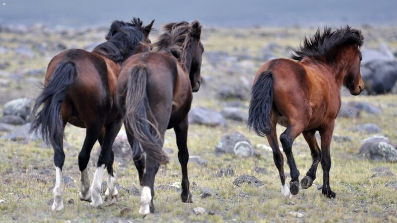 Wild horses galloping in Cotopaxi, Ecuador